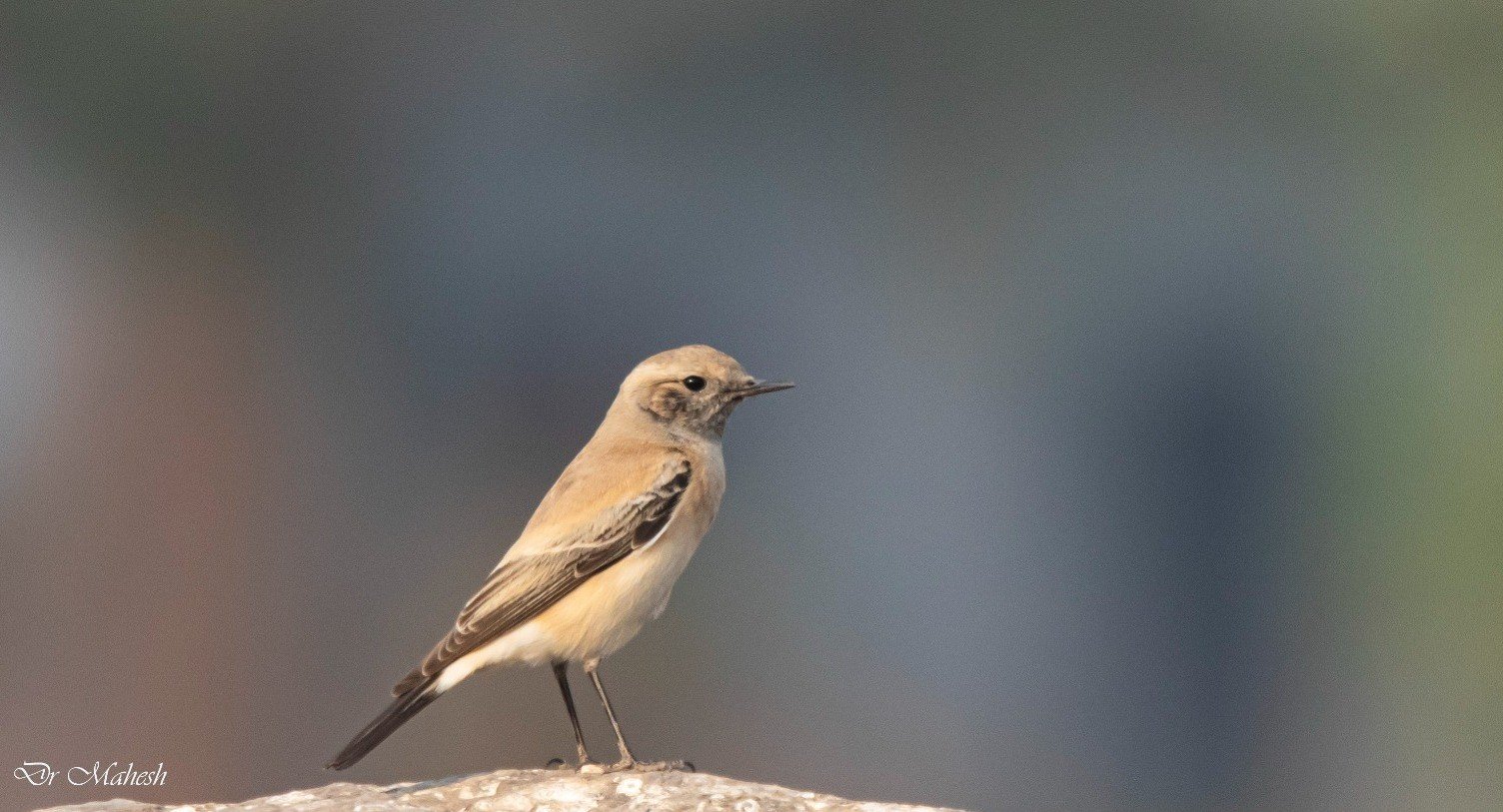 डोंबिवलीतील भोपर गावात आढळला आफ्रिकेतील दुर्मिळ रणगोजा (Desert Wheatear) पक्षी