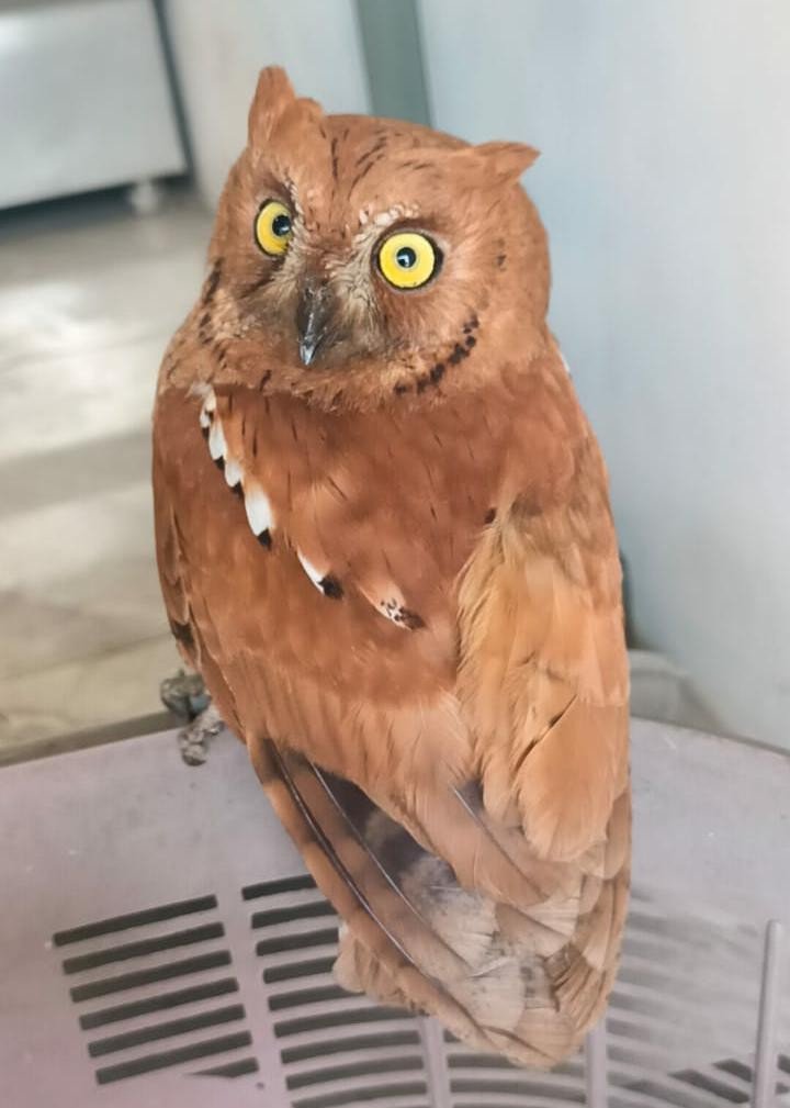 कल्याणात आढळले दुर्मिळ प्राच्य शिंगाळा घुबड